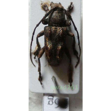 Pterolophia sp. female Philippines26g